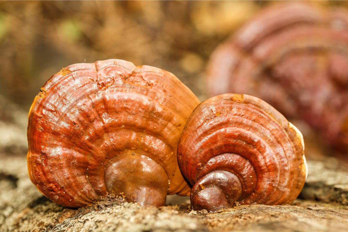 Ganoderma Benefits