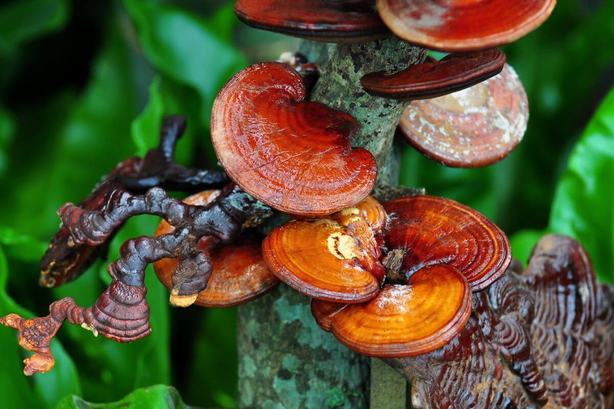 Ingredients of Ganoderma Mushroom