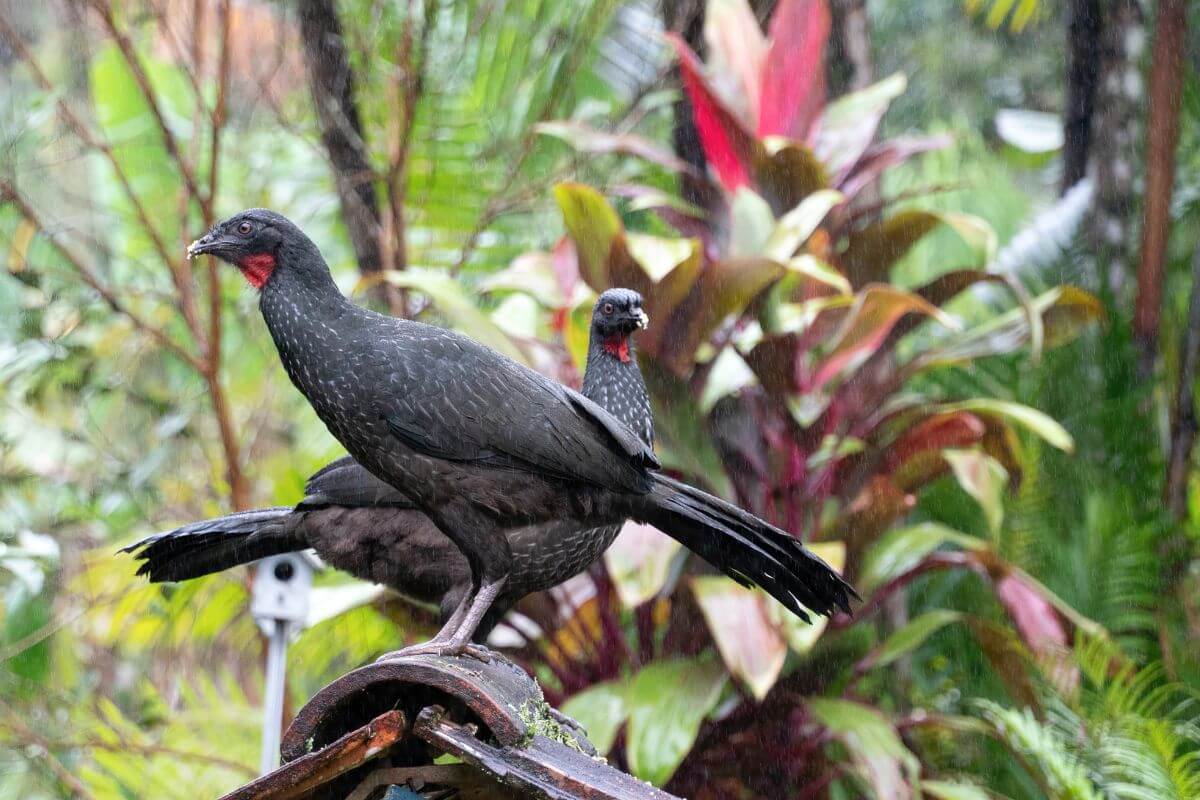 Jacu Bird Coffee