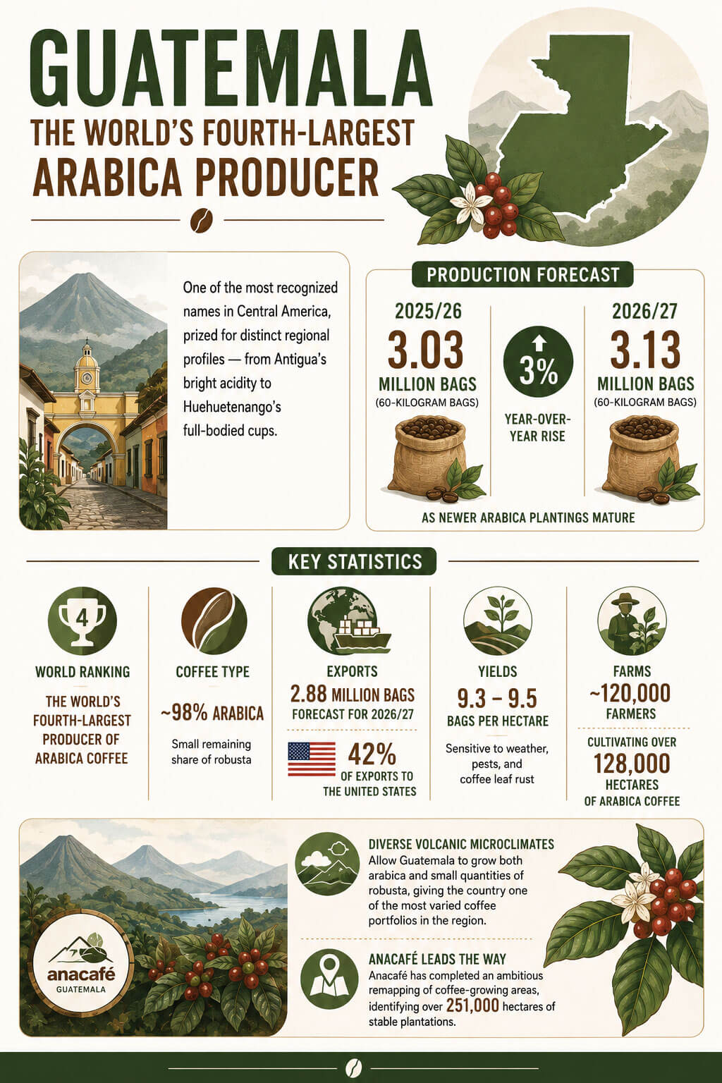 Guatemala: The World's Fourth Largest Arabica Producer